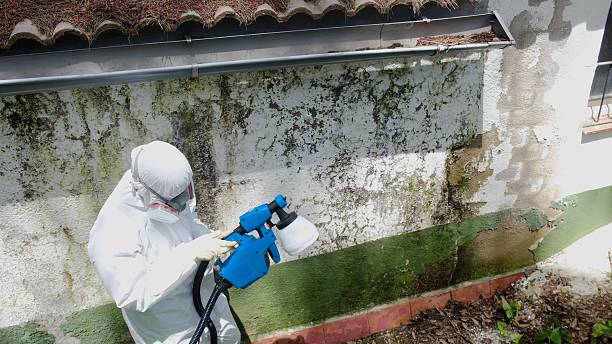 Trusted Black Mold Removal service in Woodville, VA - Cheap Mold Removal
